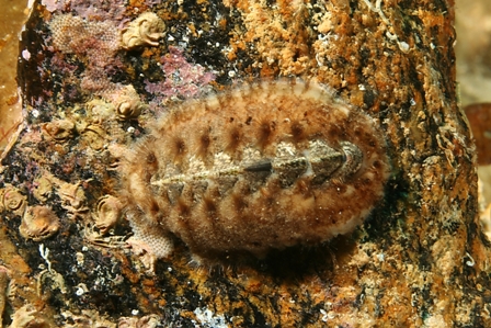 Achantochitona fascicularis ( Linne'' 1767 )